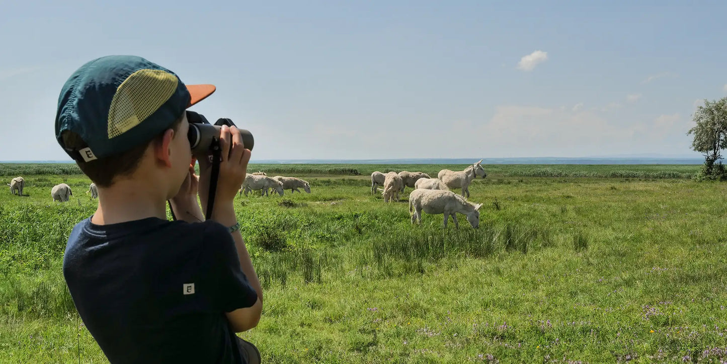 Safari im Burgenland: Junge beobachtet Schafe mit Fernglas